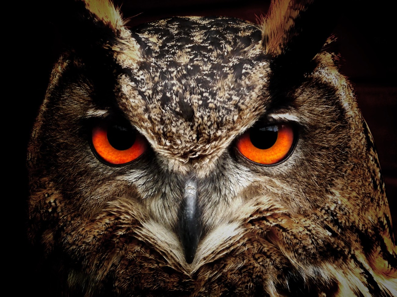 owl-50267